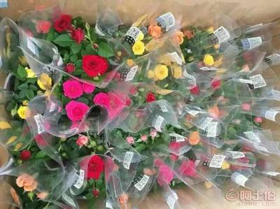 恒綠源廣州基地直銷精選禮品盆景植物花卉盆栽110玫瑰花