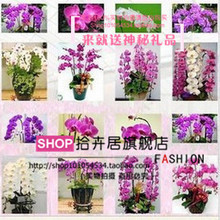 洋蘭花 優(yōu)雅綻放，禮贈臻選——最新產(chǎn)品與送禮指南